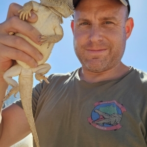 Pogona vitticeps at Packsaddle, NSW - 19 Mar 2024