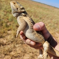 Pogona vitticeps at Packsaddle, NSW - 19 Mar 2024 10:41 AM