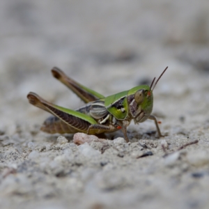 Praxibulus sp. (genus) at Gibraltar Pines - 28 Feb 2024