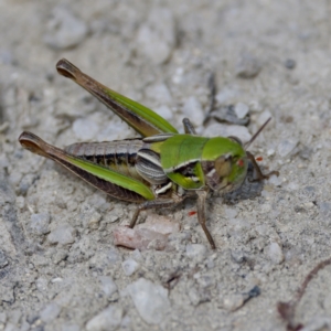 Praxibulus sp. (genus) at Gibraltar Pines - 28 Feb 2024