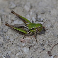 Praxibulus sp. (genus) at Gibraltar Pines - 28 Feb 2024 03:20 PM