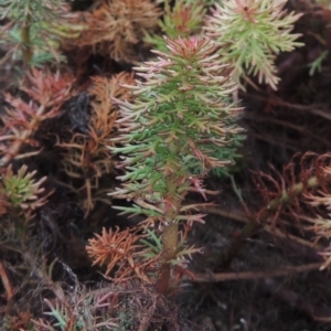 Myriophyllum crispatum at Mulligans Flat - 4 Nov 2023