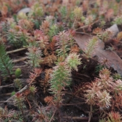 Myriophyllum crispatum at Mulligans Flat - 4 Nov 2023