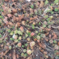 Myriophyllum crispatum at Mulligans Flat - 4 Nov 2023