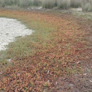 Myriophyllum crispatum at Mulligans Flat - 4 Nov 2023