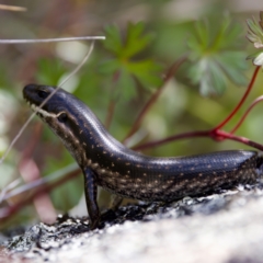 Eulamprus tympanum (Southern Water Skink) at Tharwa, ACT - 28 Feb 2024 by KorinneM