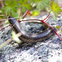 Eulamprus tympanum at Gibraltar Pines - 28 Feb 2024