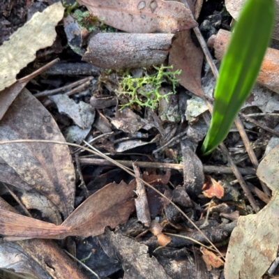 Thelymitra (Genus) (Sun Orchid) at Black Mountain - 19 Mar 2024 by nathkay