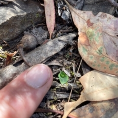 Chiloglottis sp. (A Bird/Wasp Orchid) at Black Mountain - 19 Mar 2024 by nathkay