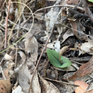 Chiloglottis reflexa at Black Mountain - 19 Mar 2024