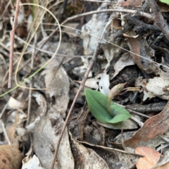 Chiloglottis reflexa (Short-clubbed Wasp Orchid) at Black Mountain - 19 Mar 2024 by nathkay