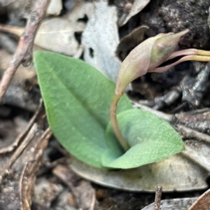 Chiloglottis reflexa at Black Mountain - 19 Mar 2024