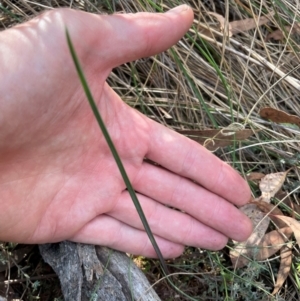 Calochilus sp. at Black Mountain - 19 Mar 2024