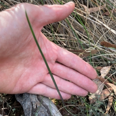 Calochilus sp. (A Beard Orchid) at Black Mountain - 19 Mar 2024 by nathkay