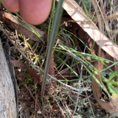 Calochilus sp. at Black Mountain - 19 Mar 2024