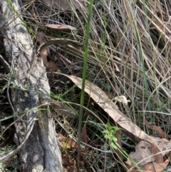 Calochilus sp. at Black Mountain - suppressed