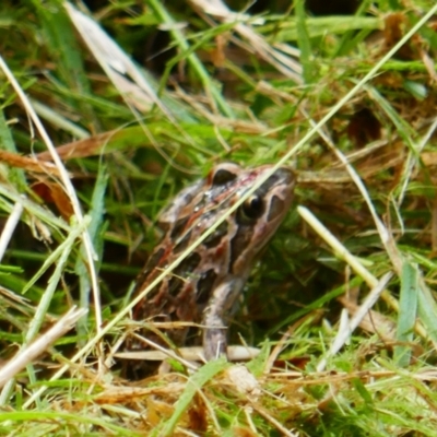 Limnodynastes tasmaniensis (Spotted Grass Frog) at Tuggeranong Homestead A.C.T. - 18 Mar 2024 by MB
