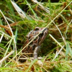Limnodynastes tasmaniensis (Spotted Grass Frog) at Richardson, ACT - 18 Mar 2024 by MB