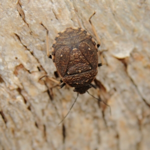 Platycoris rotundatus at Cantor Crescent Woodland, Higgins - 17 Mar 2024