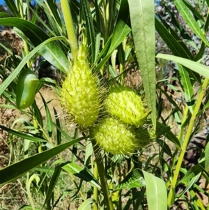 Gomphocarpus fruticosus at Mount Ainslie - 19 Mar 2024