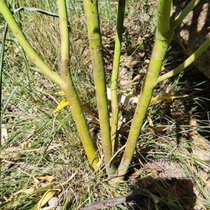 Gomphocarpus fruticosus at Mount Ainslie - 19 Mar 2024