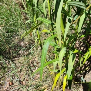 Gomphocarpus fruticosus at Mount Ainslie - 19 Mar 2024