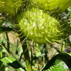 Gomphocarpus fruticosus at Mount Ainslie - 19 Mar 2024