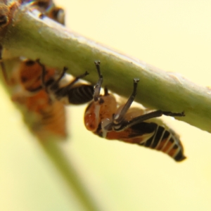 Eurymelinae (subfamily) at Cantor Crescent Woodland, Higgins - 17 Mar 2024 03:32 PM