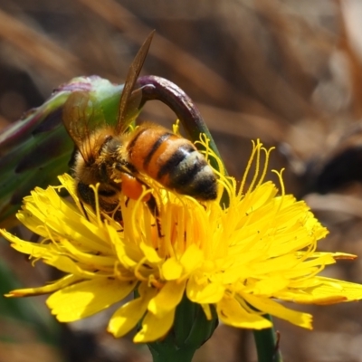 Apis mellifera (European honey bee) at Yarralumla Grassland (YGW) - 19 Mar 2024 by JodieR