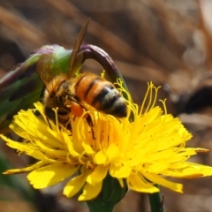 Apis mellifera (European honey bee) at Yarralumla, ACT - 18 Mar 2024 by JodieR