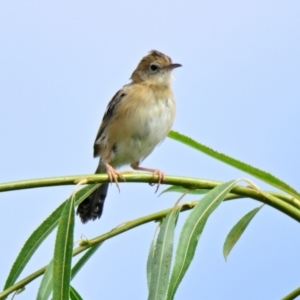 Cisticola exilis at Jerrabomberra Wetlands - 19 Mar 2024 11:07 AM