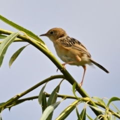 Cisticola exilis at Jerrabomberra Wetlands - 19 Mar 2024 11:07 AM