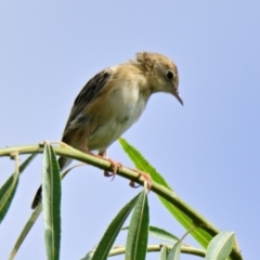 Cisticola exilis at Jerrabomberra Wetlands - 19 Mar 2024 11:07 AM