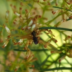 Thynninae (subfamily) (Smooth flower wasp) at Yarralumla, ACT - 18 Mar 2024 by JodieR