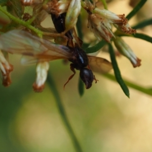 Thynninae (subfamily) at Yarralumla Grassland (YGW) - 19 Mar 2024