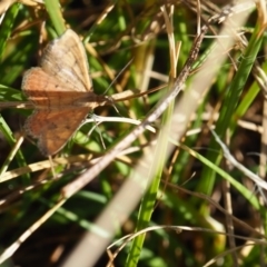 Scopula rubraria (Reddish Wave, Plantain Moth) at Yarralumla, ACT - 18 Mar 2024 by JodieR