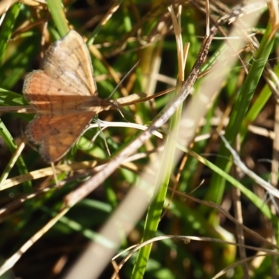 Scopula rubraria (Reddish Wave, Plantain Moth) at Yarralumla, ACT - 18 Mar 2024 by JodieR