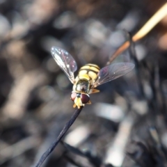 Simosyrphus grandicornis (Common hover fly) at Yarralumla, ACT - 18 Mar 2024 by JodieR