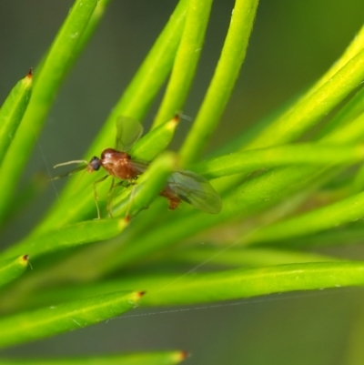 Chalcidoidea (superfamily) at Yarralumla, ACT - 18 Mar 2024 by JodieR