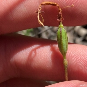 Eriochilus cucullatus at Black Mountain - 19 Mar 2024