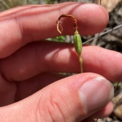 Eriochilus cucullatus at Black Mountain - 19 Mar 2024