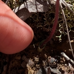 Eriochilus cucullatus at Black Mountain - suppressed