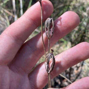 Thelymitra sp. at Black Mountain - 19 Mar 2024