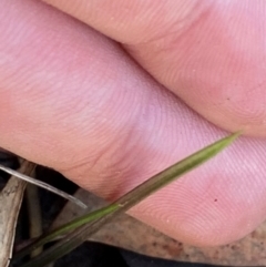 Thelymitra sp. at Black Mountain - 19 Mar 2024