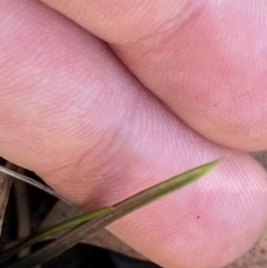 Thelymitra sp. at Black Mountain - 19 Mar 2024