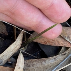 Thelymitra sp. at Black Mountain - 19 Mar 2024