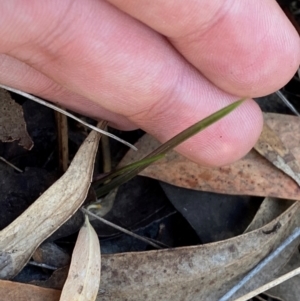 Thelymitra sp. at Black Mountain - 19 Mar 2024