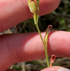 Speculantha rubescens at Black Mountain - suppressed