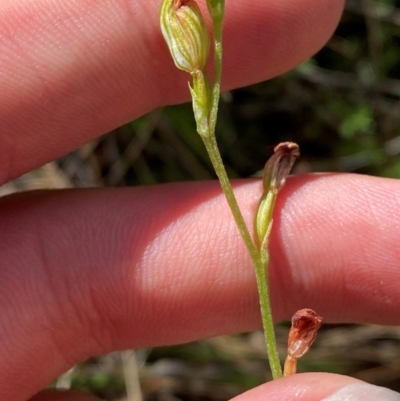 Speculantha rubescens (Blushing Tiny Greenhood) at Black Mountain - 19 Mar 2024 by Tapirlord