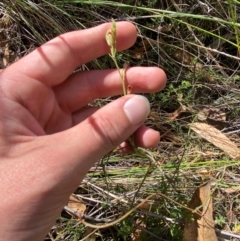 Speculantha rubescens at Black Mountain - suppressed